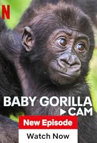 Baby Gorilla Cam (2023)