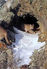 The Mountain Lion and Me (2018)